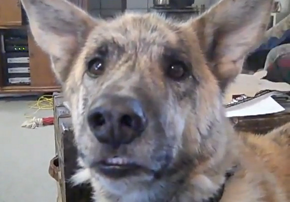 YouTube has released its list of the most watched videos online for 2011, with a not-particularly-amusing “talking” dog topping the list of UK viewers. Pin It
