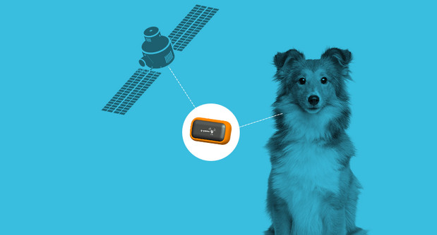 Track where your pet cat or dog roams at night with a G-Paws GPS gizmo