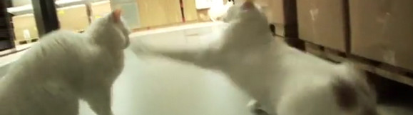 IKEA release a hundred cats into their store 